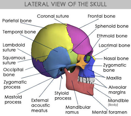 [Image: skull-bones.jpg]